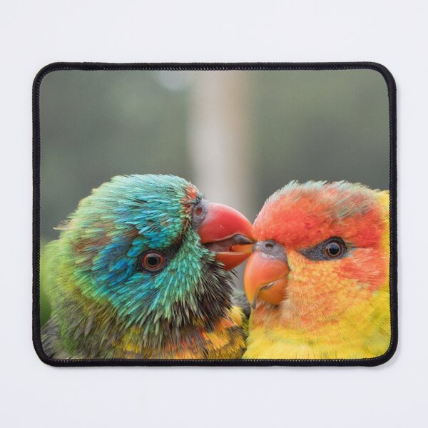 Item preview, Lovey hybrid Rainbow Lorikeets designed and sold by notjustamwac.