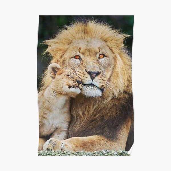 Lion cubs With Mother Schafer Wild Animal Nature Barnwood Framed Picture  Art Print (19x23) - Impact Posters Gallery