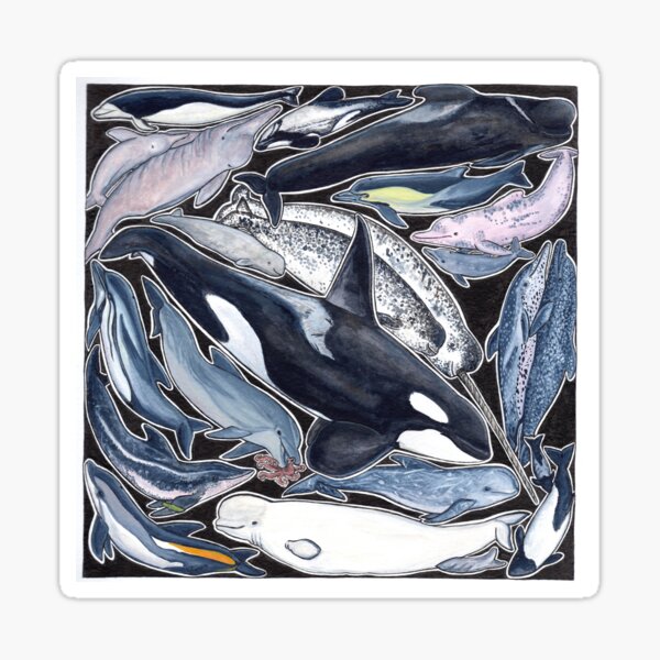 Delfine, Orcas, Belugas, Narwale und Cie Sticker