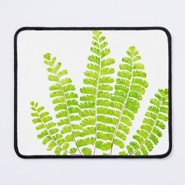 Item preview, Northern maidenhair fern botanical illustration designed and sold by chimakingthings.