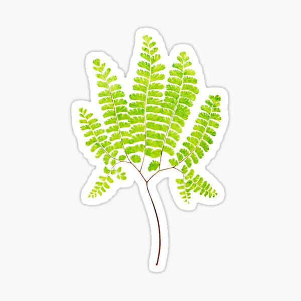 Artikel-Vorschau von Botanische Illustration des nördlichen Frauenhaarfarns, designt und verkauft von chimakingthings.