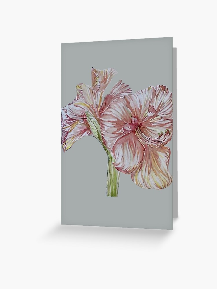 Tarjetas de felicitación «Amarilis suave» de Jyatara | Redbubble