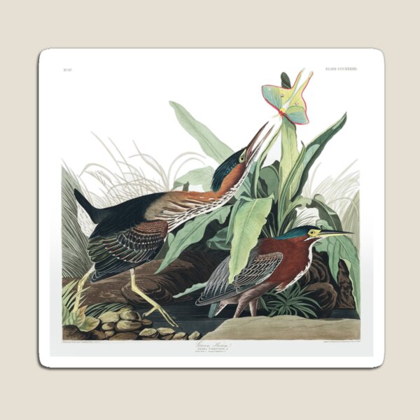 Item preview, Green Heron - John James Audubon designed and sold by billythekidtees.