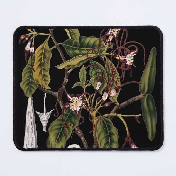 Item preview, 19th Century Botanical Illustration designed and sold by Naturalist Prints.