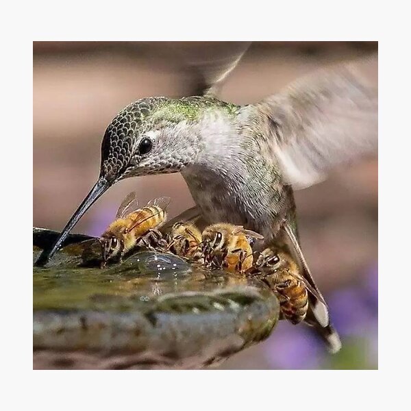 Item preview, Hummingbird and Honey Bees Sharing a Drink designed and sold by Maddie4Real.