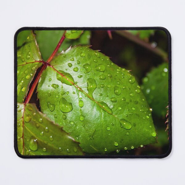 Item preview, Close up of crisp green rose leaf with water droplets after the rain designed and sold by James-Cole.