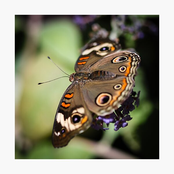 Item preview, Common Buckeye Junonia Coenia designed and sold by Henrik Lehnerer.