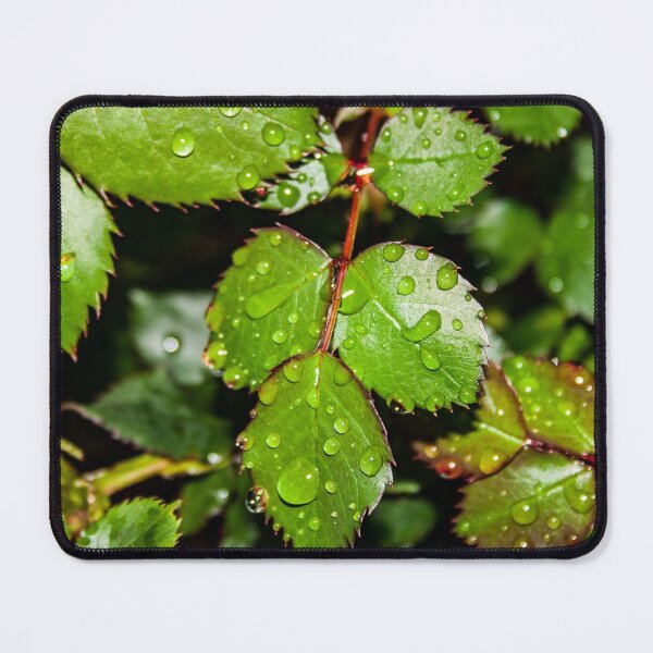 Item preview, Crisp green rose leaves with water droplets after the rain designed and sold by James-Cole.