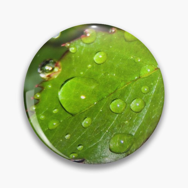 Item preview, Water droplets on crisp green rose leaves after the rain designed and sold by James-Cole.