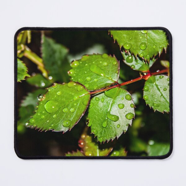Item preview, Water droplets on crisp green rose leaves after the rain designed and sold by James-Cole.