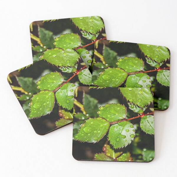 Item preview, Water droplets on crisp green rose leaves after the rain designed and sold by James-Cole.