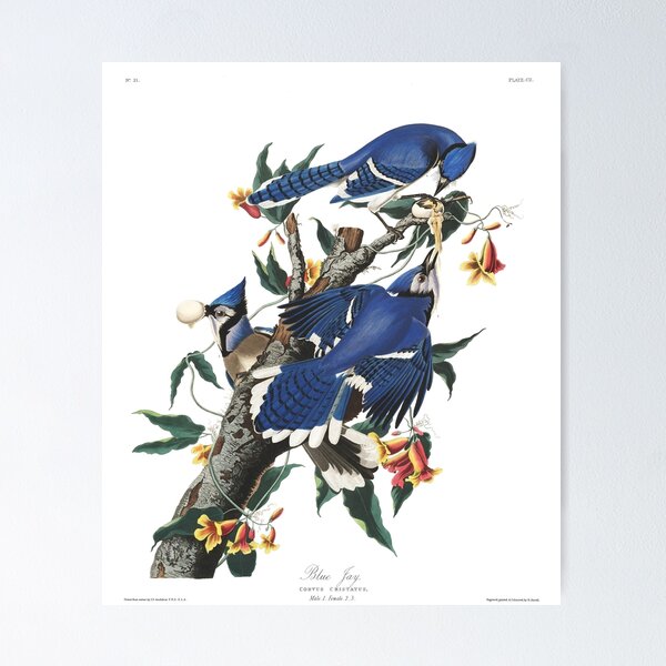 Item preview, Blue Jay - John James Audubon designed and sold by billythekidtees.