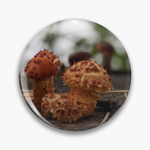 Item preview, Shaggy scalycap close up designed and sold by Jouko Lehto Photography.