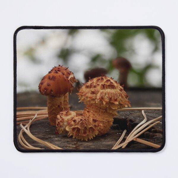 Item preview, Shaggy scalycap close up designed and sold by Jouko Lehto Photography.