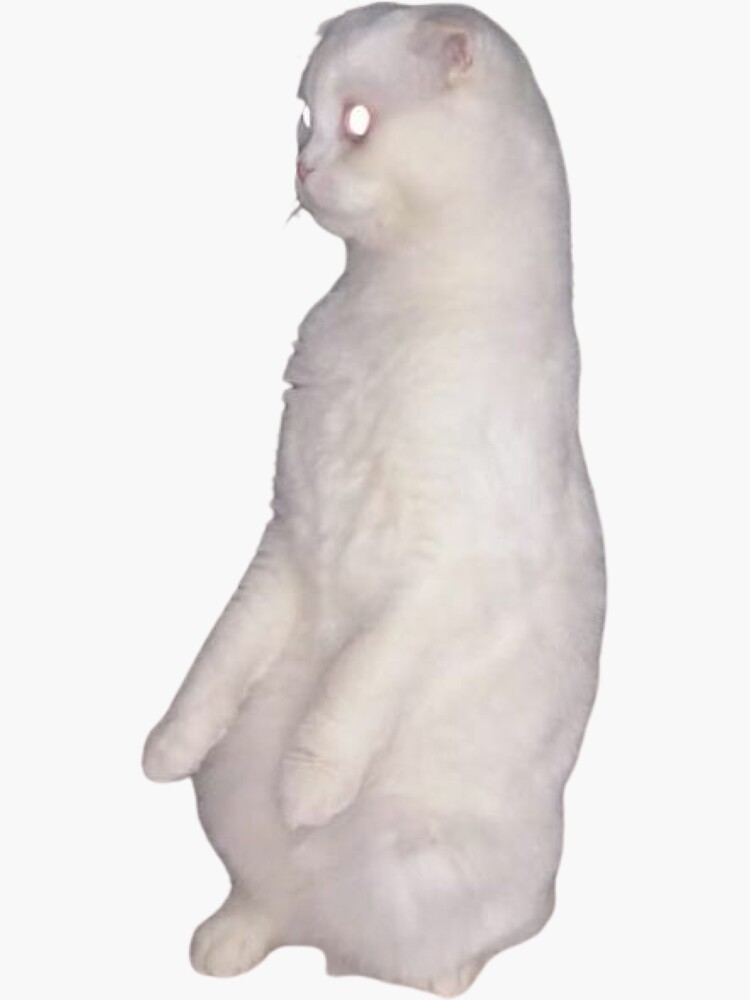 standing cat