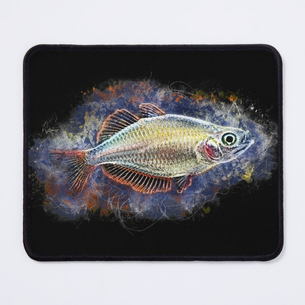 Item preview, Diamond rainbow fish - Melanotaenia praecox designed and sold by AquariumLutter.