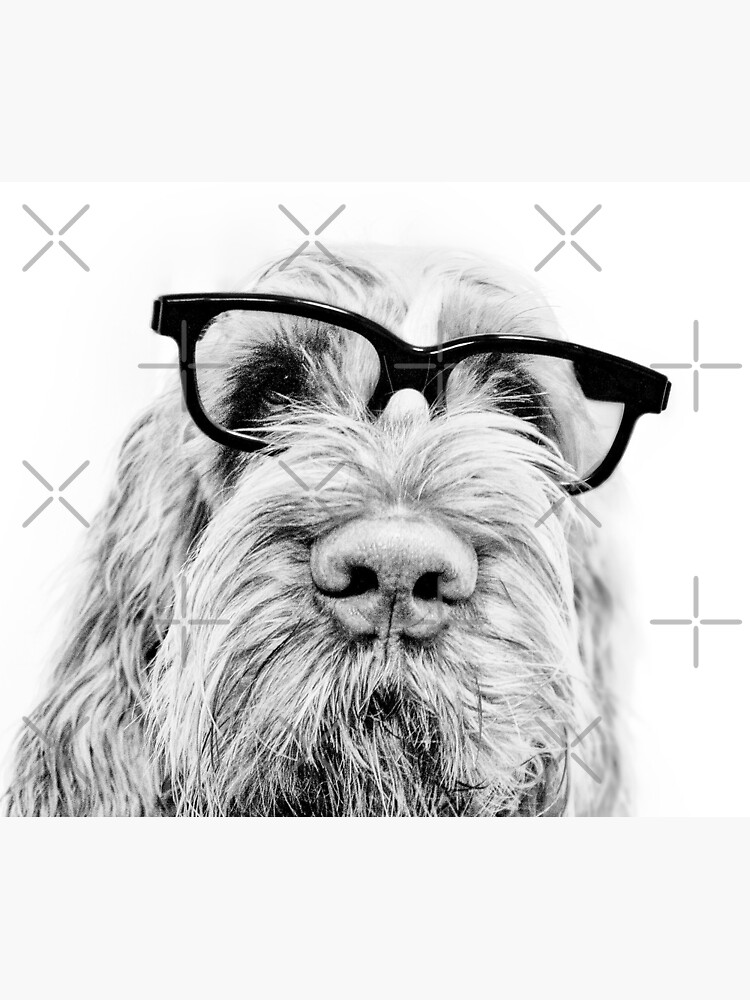Intelligent friend Spinone by heidiannemorris