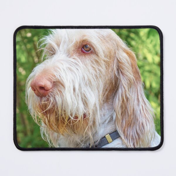 Item preview, Thinking thoughts Spinone by heidiannemorris designed and sold by FOLK ART FUSION by heidiannemorris.