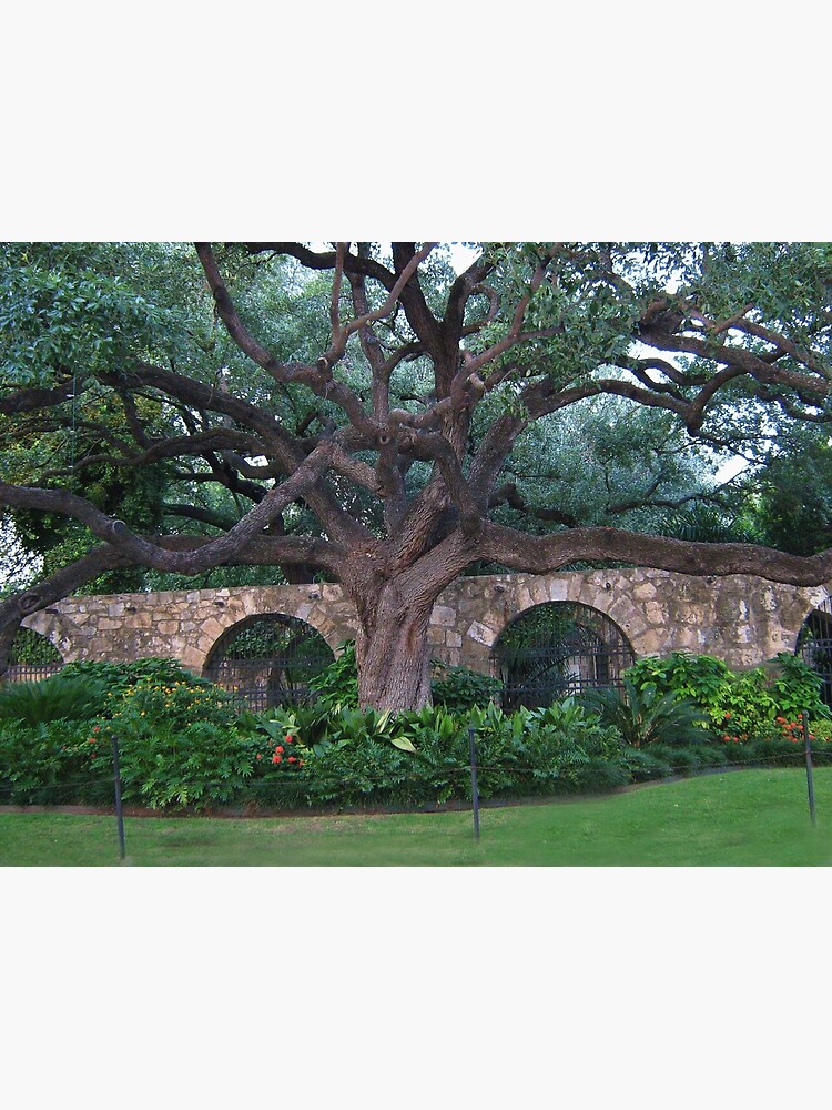 Alamo Cotton Tree - Alamo San Antonio Texas- PICTURE- CARD- PILLOW by Rapture777
