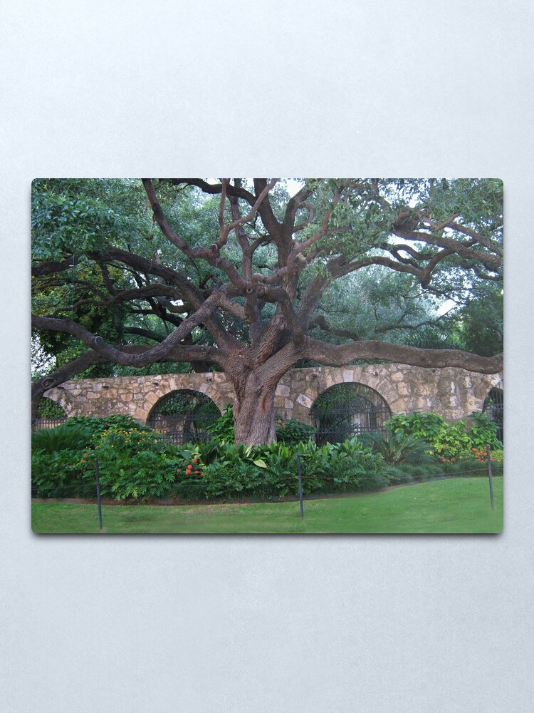 Alternate view of Alamo Cotton Tree - Alamo San Antonio Texas- PICTURE- CARD- PILLOW Metal Print