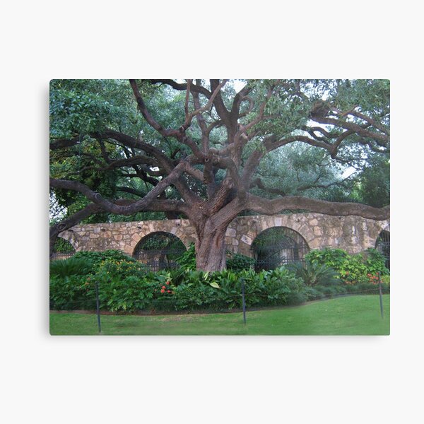 Alamo Cotton Tree - Alamo San Antonio Texas- PICTURE- CARD- PILLOW Metal Print