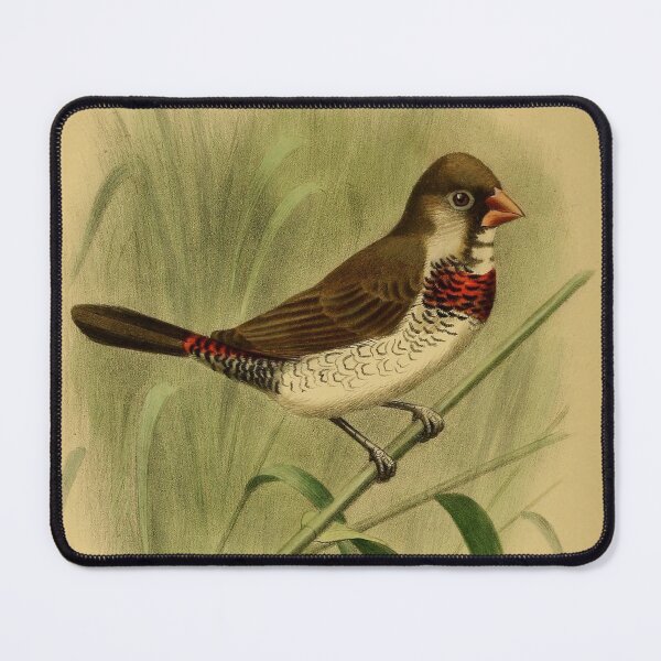 Item preview, Vintage Hybrid Grassfinch Bird designed and sold by ClauLuVint.
