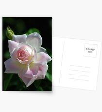Pinkish rose Postcards