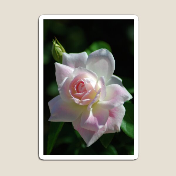 Pinkish rose Magnet