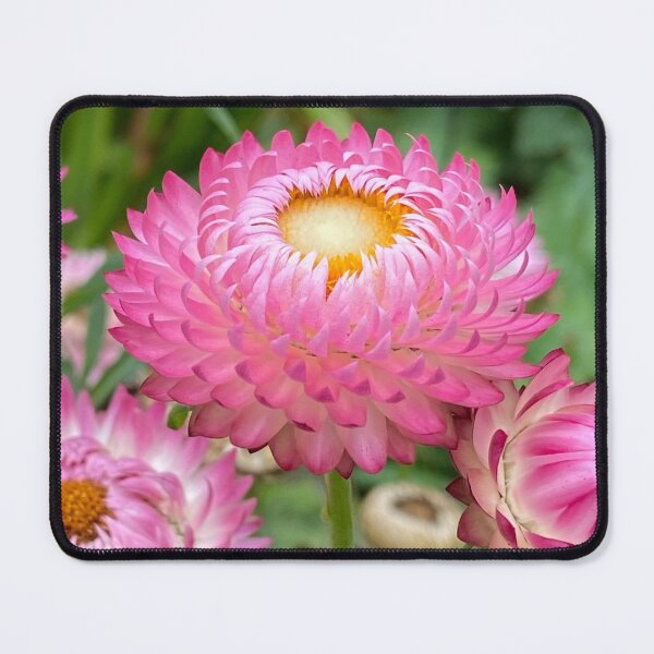 Item preview, Strawflower. By Lorraine (My Joy). designed and sold by Lorraine Lashley  - My Joy..