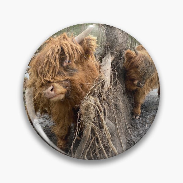 Artikelvorschau, Scottish Highland Cattle Calves 2798 entworfen und verkauft von SaarelaHighland.