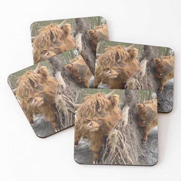 Item preview, Scottish Highland Cattle Calves 2798 designed and sold by SaarelaHighland.