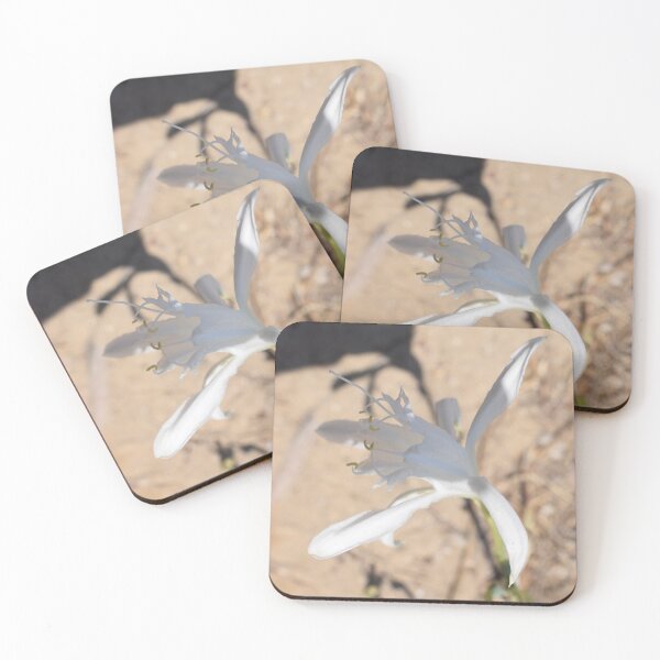 Item preview, Sea daffodil (Pancratium maritimum) beautiful white flower 1 designed and sold by Furiarossa.
