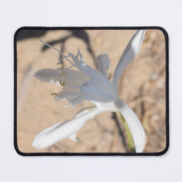 Item preview, Sea daffodil (Pancratium maritimum) beautiful white flower 1 designed and sold by Furiarossa.