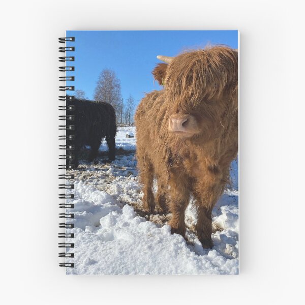 Item preview, Scottish Highland Cattle Calf in snow 2800 designed and sold by SaarelaHighland.