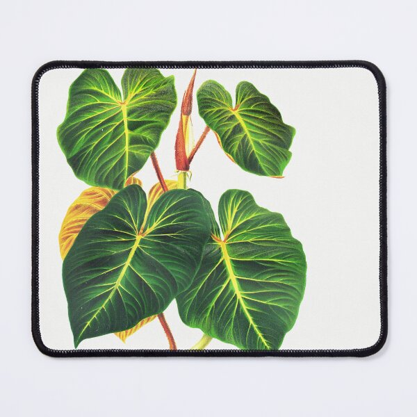 Item preview, Philodendron verrucosum botanical illustration designed and sold by chimakingthings.