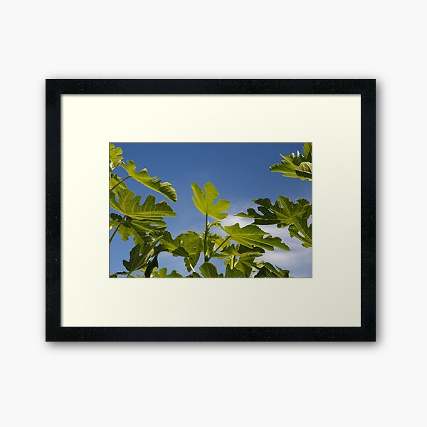 Fig Leaves Gerahmter Kunstdruck
