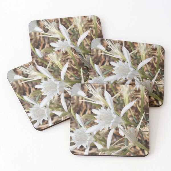 Item preview, Sea daffodil (Pancratium maritimum) beautiful white flowers designed and sold by Furiarossa.
