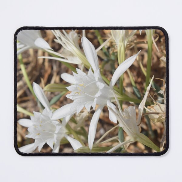 Item preview, Sea daffodil (Pancratium maritimum) beautiful white flowers designed and sold by Furiarossa.