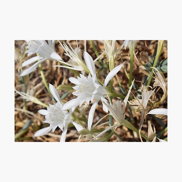 Impression photo « Jonquille de mer (Pancratium maritimum) belle fleur  blanche 1 », par Furiarossa | Redbubble