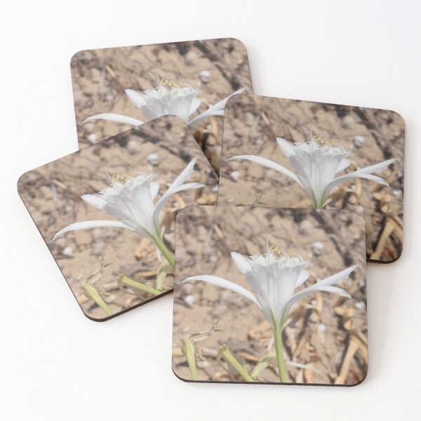 Item preview, Sea daffodil (Pancratium maritimum) beautiful white flower 2 designed and sold by Furiarossa.