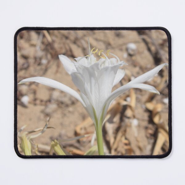 Item preview, Sea daffodil (Pancratium maritimum) beautiful white flower 2 designed and sold by Furiarossa.