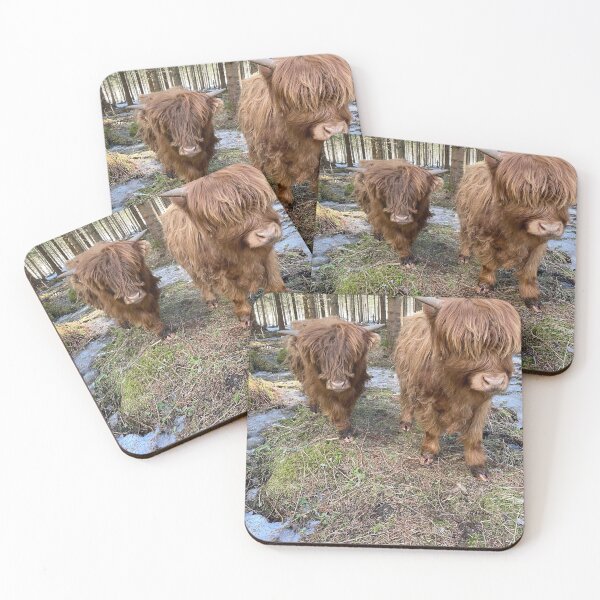 Item preview, Scottish Highland Cattle Calves 2802 designed and sold by SaarelaHighland.