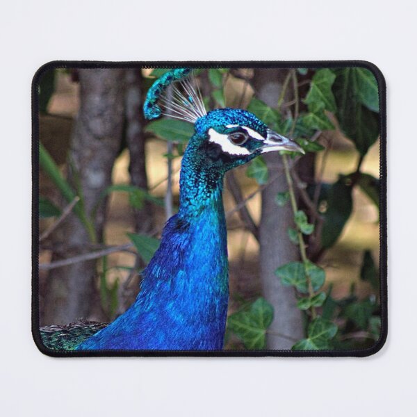 Item preview, Peacock Indian Bird in a Garden Closeup designed and sold by worldways.