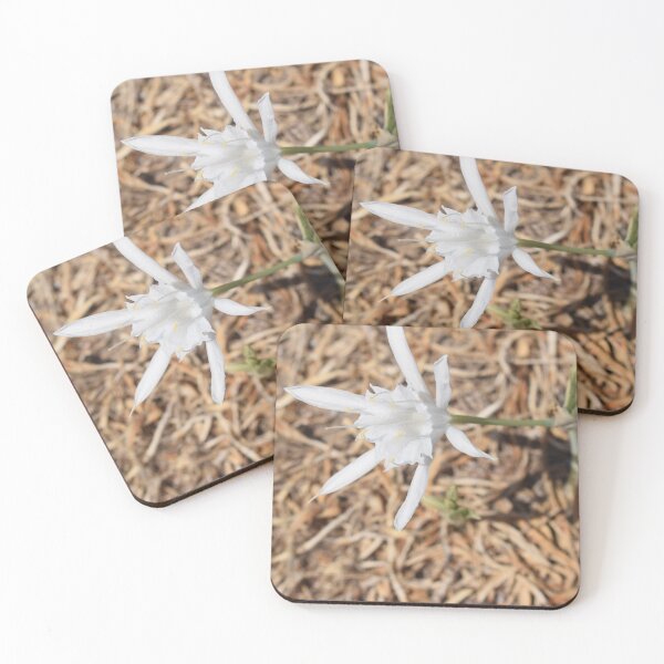 Item preview, Sea daffodil (Pancratium maritimum) beautiful white flower designed and sold by Furiarossa.