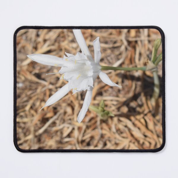 Item preview, Sea daffodil (Pancratium maritimum) beautiful white flower designed and sold by Furiarossa.