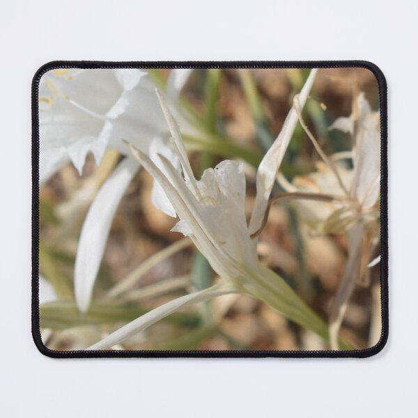 Item preview, Sea daffodil (Pancratium maritimum) beautiful white flower 3 designed and sold by Furiarossa.