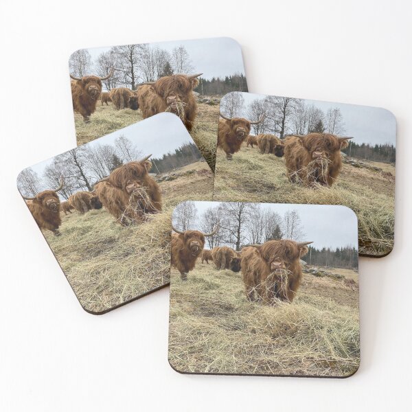 Item preview, Scottish Highland Cattle Calf 2810 designed and sold by SaarelaHighland.