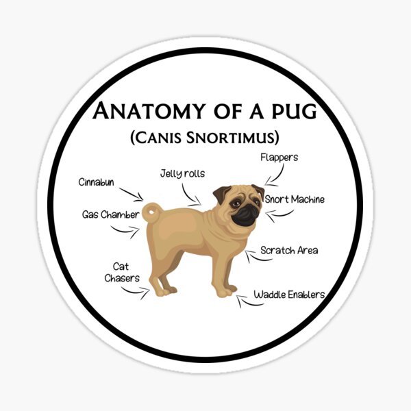 Item preview, Pug Anatomy designed and sold by Oceanarium.