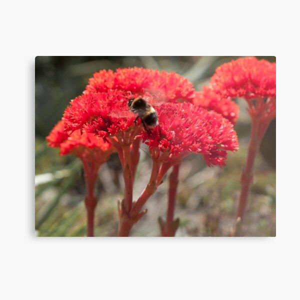 Bee Amongst the Flowers Metal Print