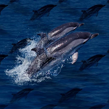 Artwork thumbnail, Dancing Dolphins Pattern by LRGraphics